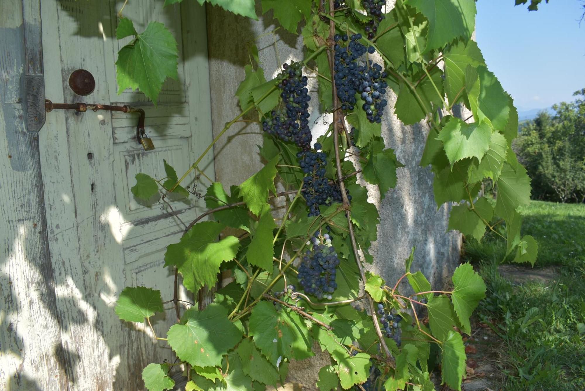 Barbara'S Village House Ilirska Bistrica Exterior foto